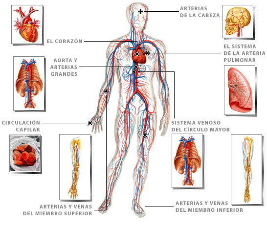 SISTEMA CIRCULATORIO | Mind Map