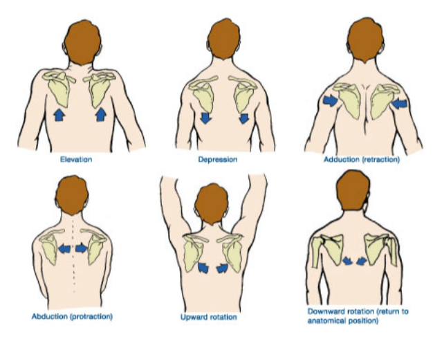 The shoulder /back muscles | Flashcards