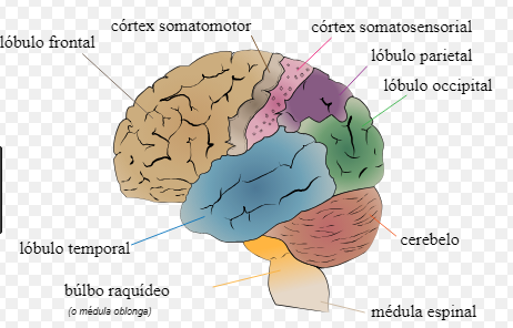 CEREBRO | Mind Map