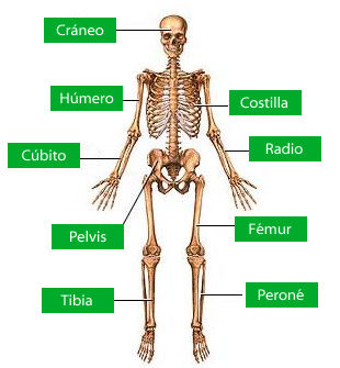 Map Quiz: Huesos del esqueleto humano (biología - esqueleto humano)