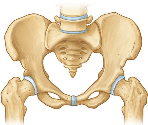 pelvic-bone-hd-structure