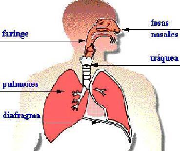 Los sistemas del cuerpo humano | Flowchart