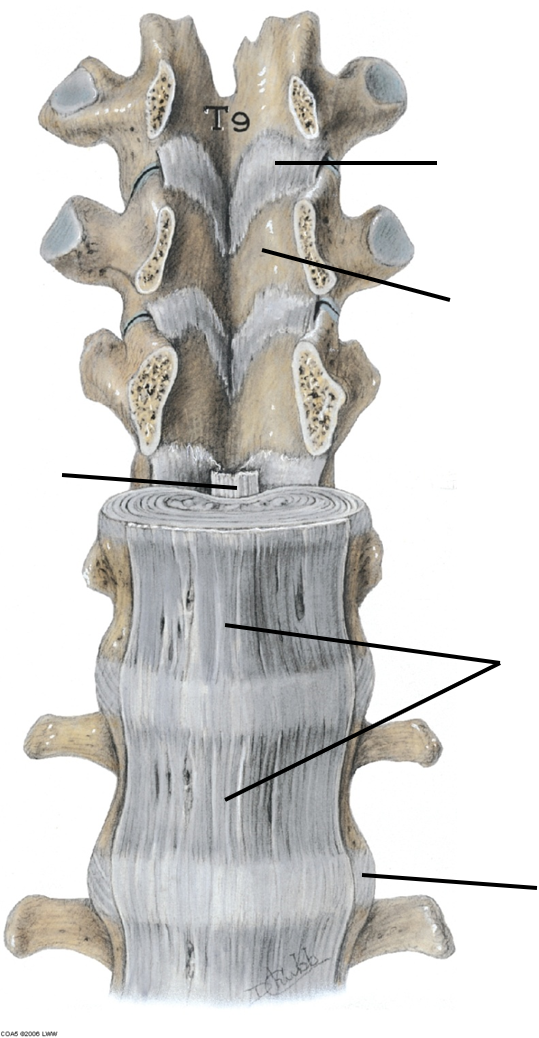 Joints & Ligaments | Quiz