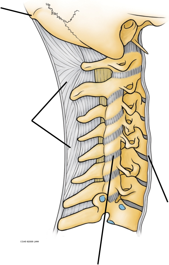 Joints & Ligaments | Quiz