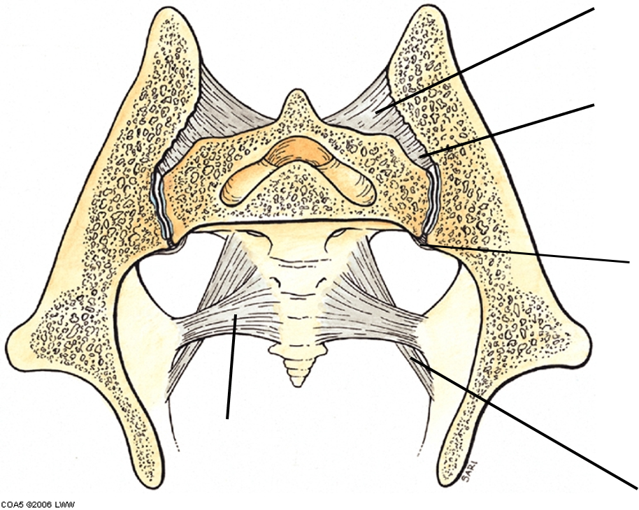 Joints & Ligaments | Quiz