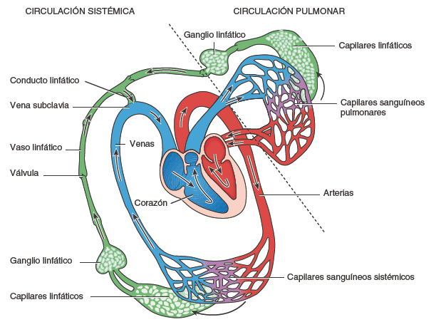 Sistema LinfÁtico 