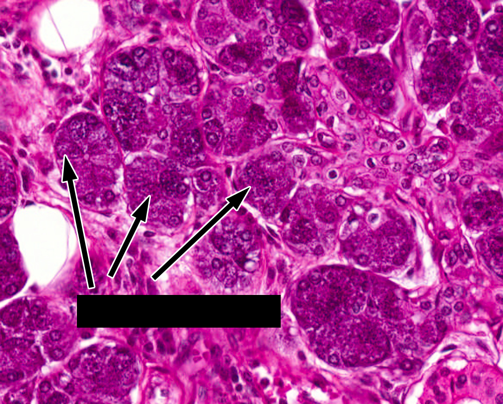 Histology | Flashcards