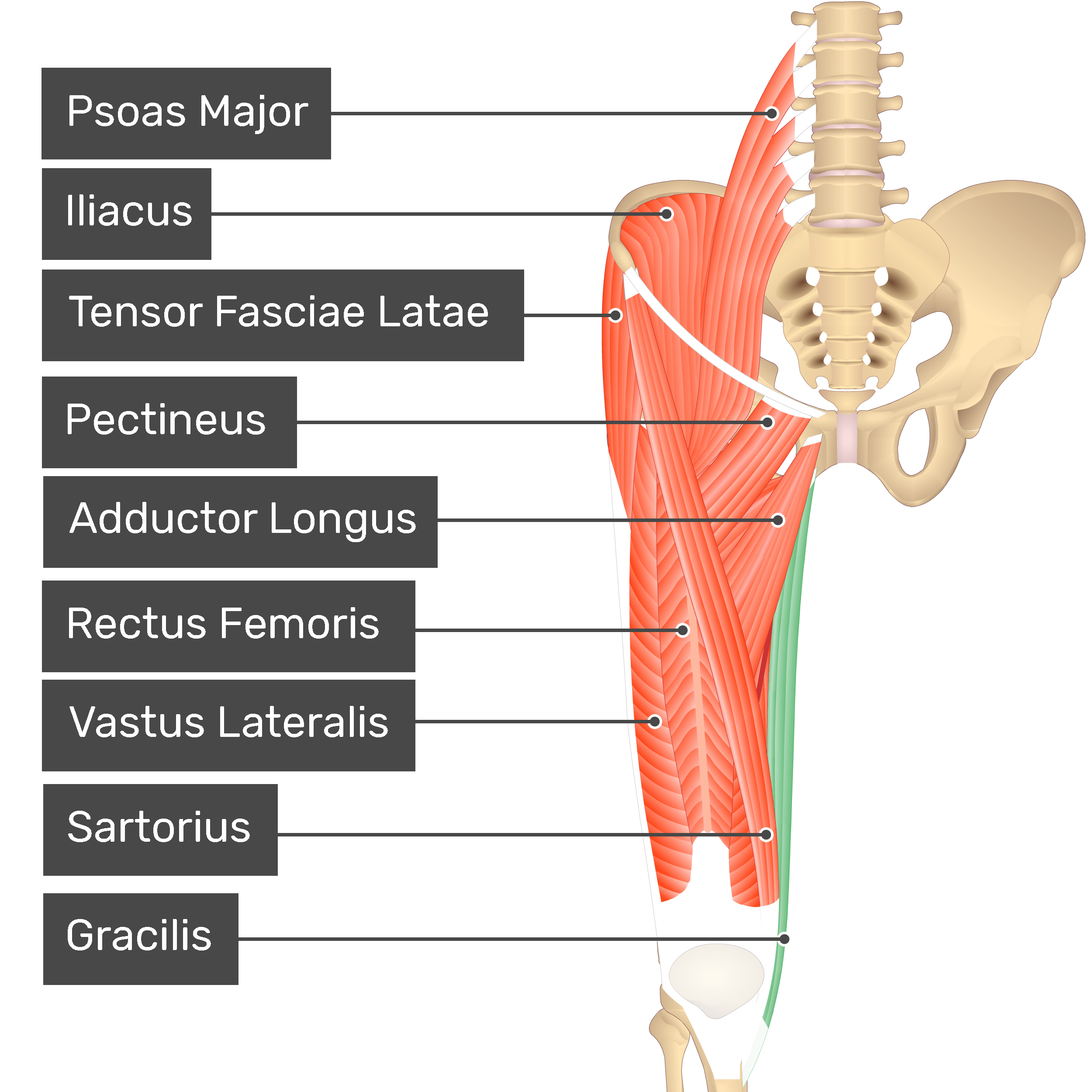 LEG MUSCLES | Flashcards