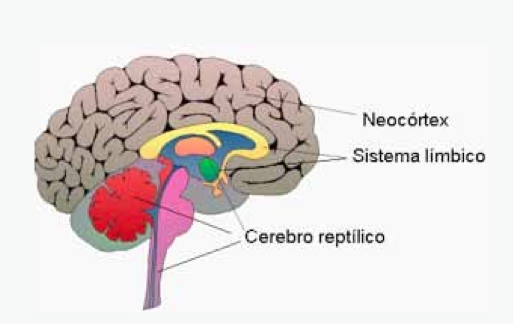 Cerebro Triuno 