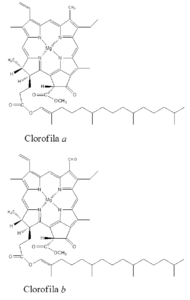 molécula de clorofila b