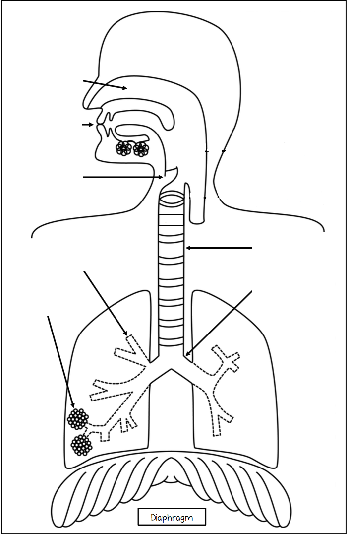 The Respiratory System | Flashcards