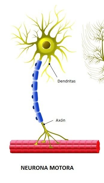 PLACA NEUROMUSCULAR | Mind Map