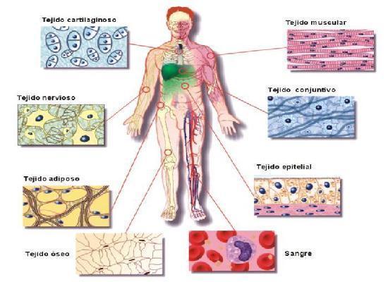 Ramas de la Biología. | Mind Map