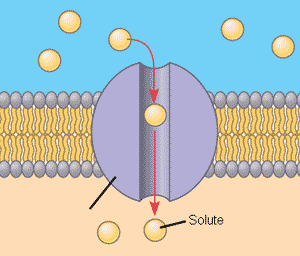 Biology 2.1.5 Simple/facilitated diffusion and active transport ...