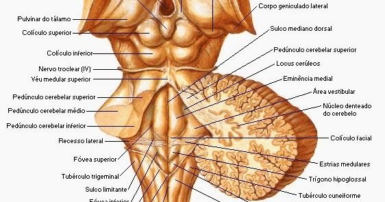 FISIOLOGÍA DE LOS TEJIDOS EXCITABLES | Mind Map