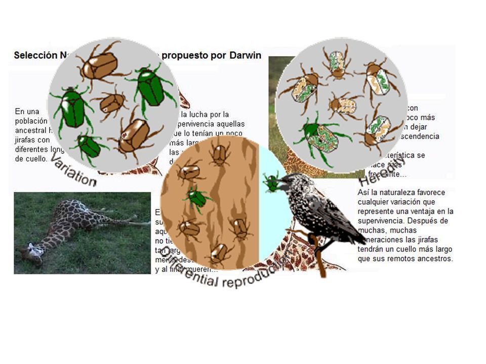 HERENCIA MENDELIANA | Mind Map