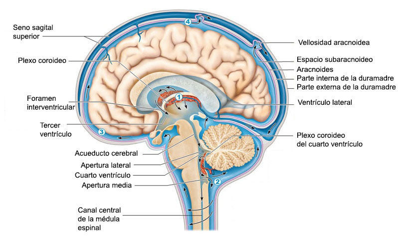 HIPERTENSIÓN ENDOCRANEANA | Mind Map