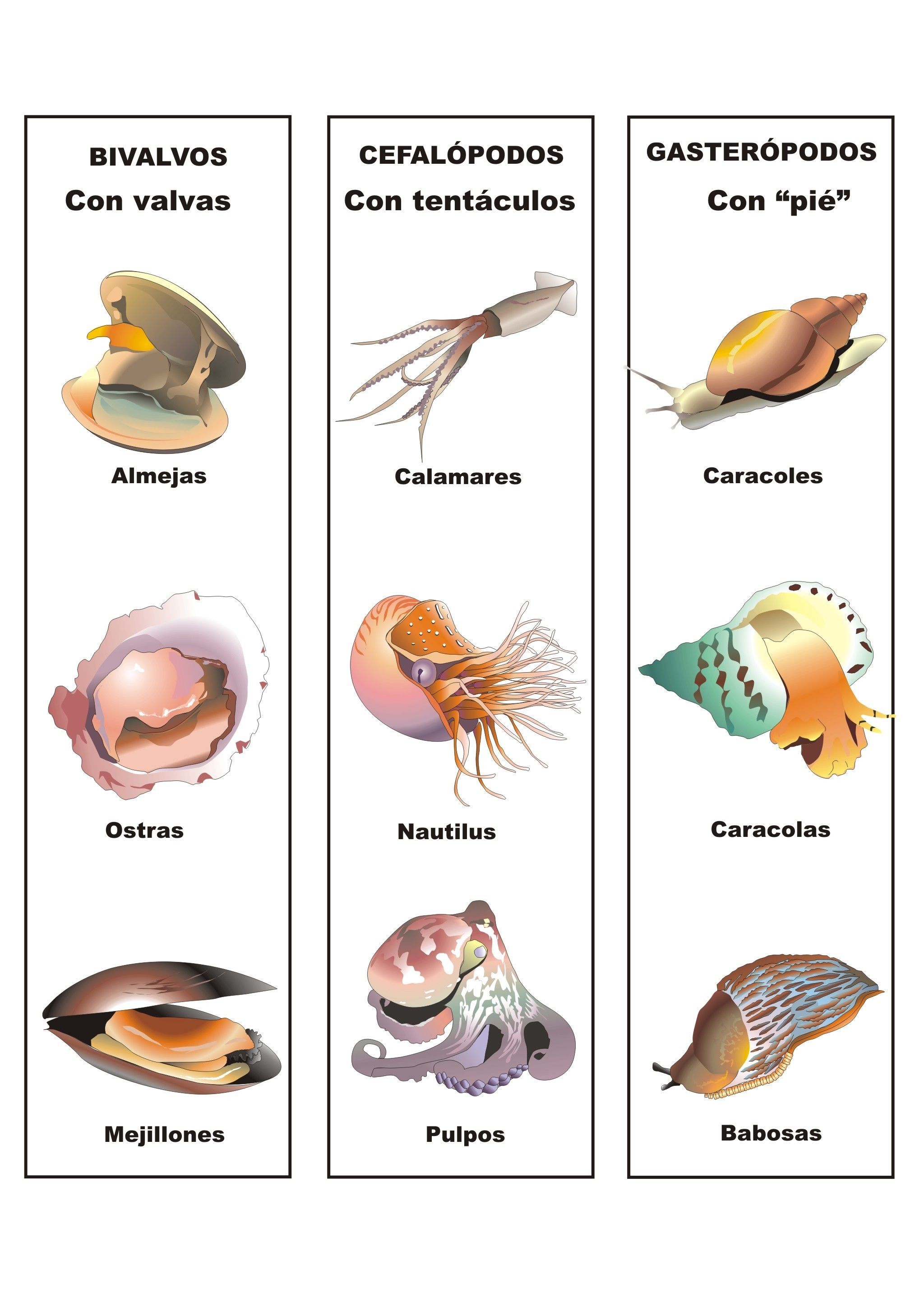 BIOLOGÍA ANIMAL | Mind Map