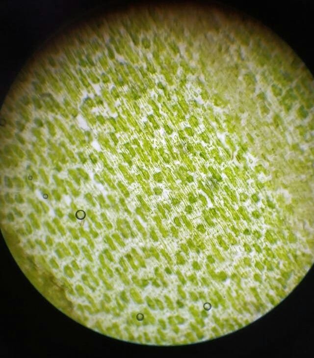 Elodea 0.9 % 