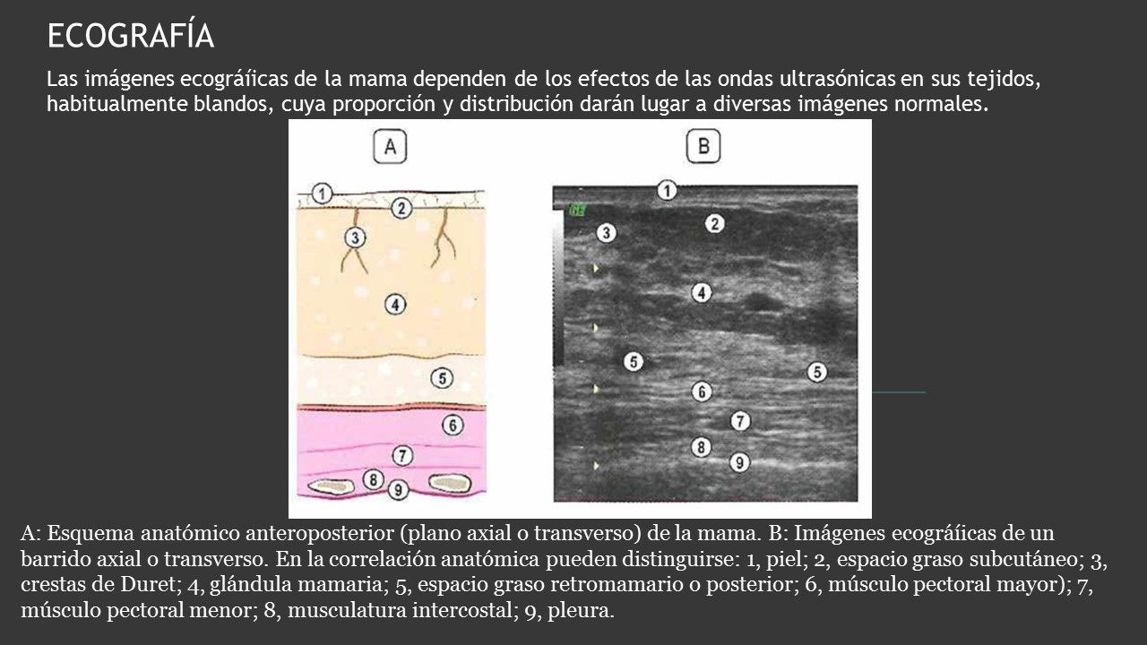 ANATOMÍA RADIOLÓGICA | Slide Set