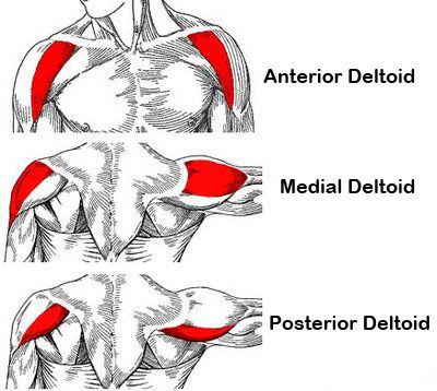 Muscles of Shoulder Joint | Flashcards