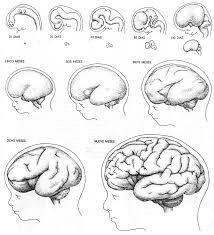 DESARROLLO CEREBRAL | Mind Map