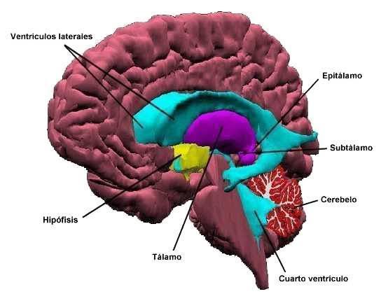 Relación del sistema nervioso y reproductivo | Mind Map