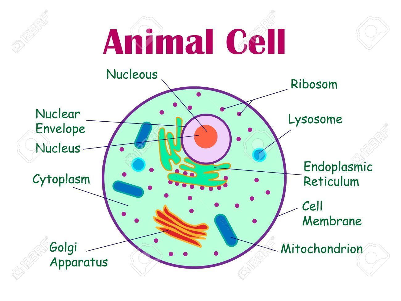 PLANT & ANIMAL CELL 10/6 | Mind Map
