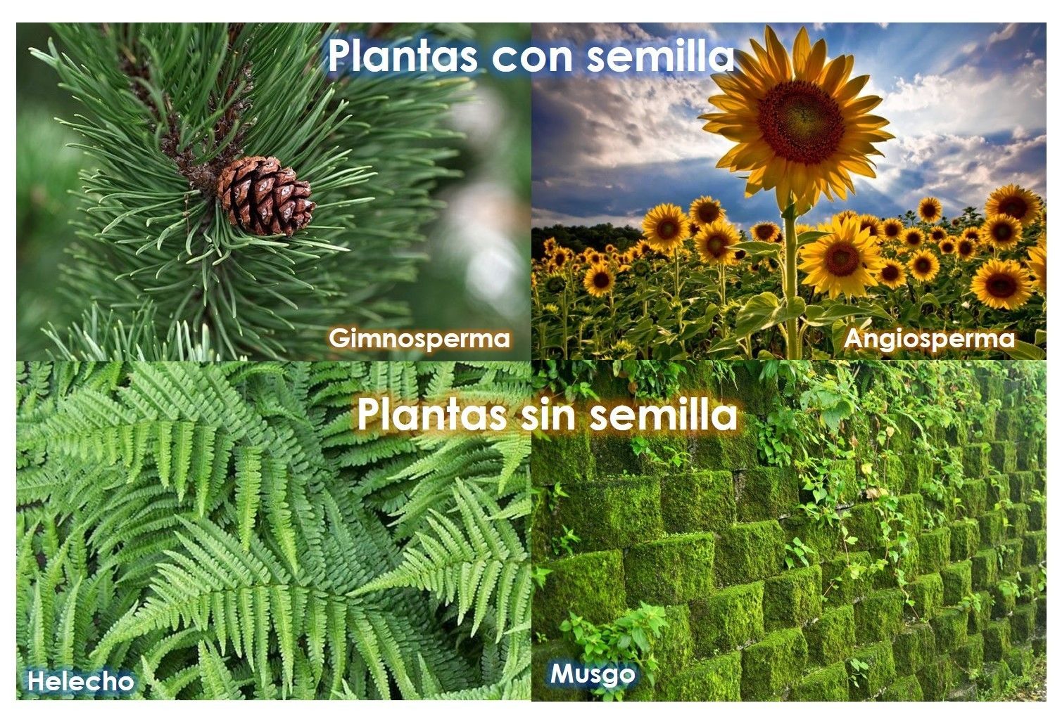 Beneficios de las plantas | Flashcards