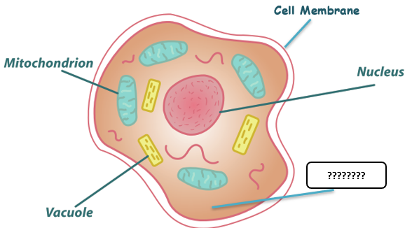 Basic Cell Parts & Functions | Quiz