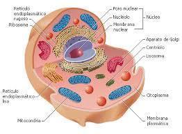 diapositiva celula | Slide Set