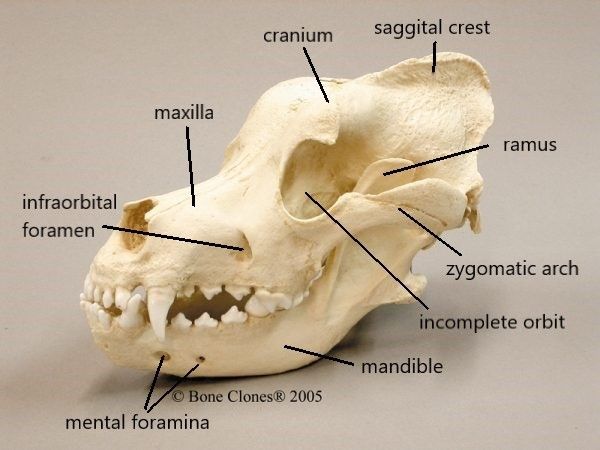 Canine Skeletal System | Flashcards