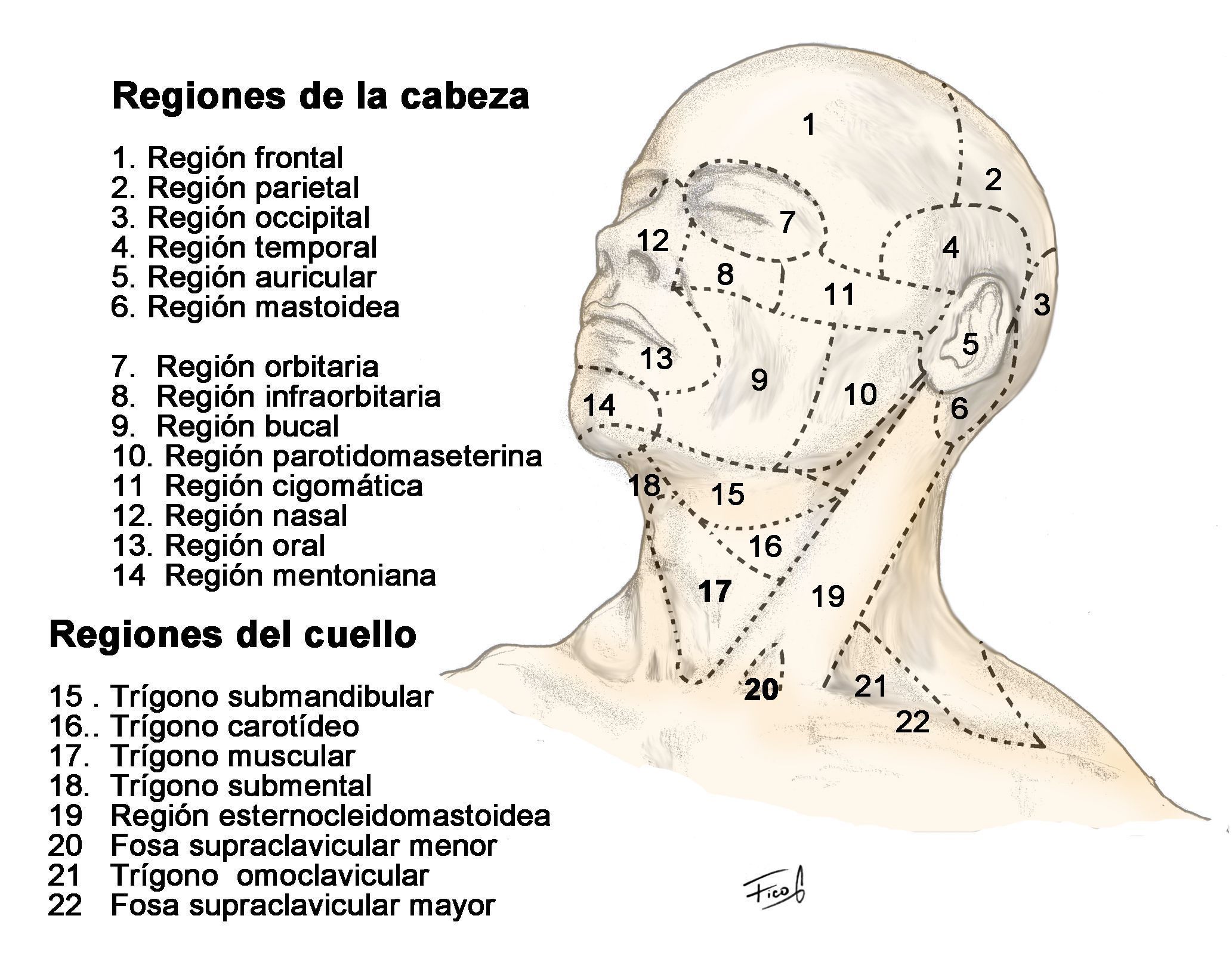 Anatomía topográfica | Mind Map