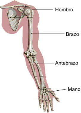 Anatomía topográfica | Mind Map