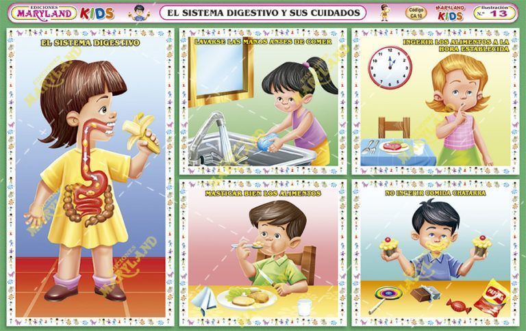 El Sistema Digestivo Slide Set 8008