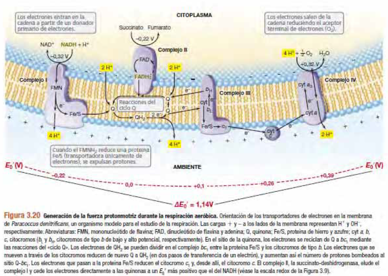 RESPIRACIÒN - TRANSPORTE DE ELECTRONES | Mind Map