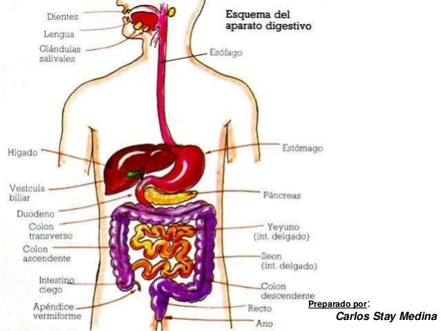 SISTEMAS DEL CUERPO HUMANO EN ACONDICIONAMIENTO FISICO Y BIENESTAR ...