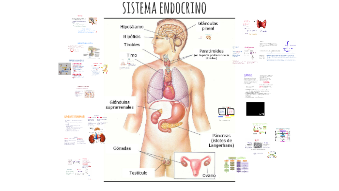 La Relaci N De Los Sistemas Nervioso Y Reproductivo Mind Map