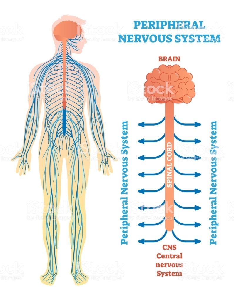 Sistemas Nervioso Y Reproductor Su Relaci N Mind Map