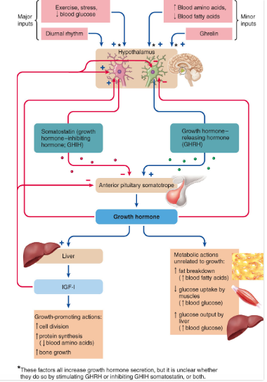 Lecture 3 - Endocrine: Growth | Conjunto de Fichas