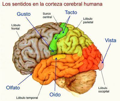 Procesos neuropsicologicos basicos | Mind Map