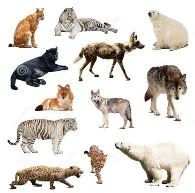 Animales Vertebrados e Invertebrados | Course