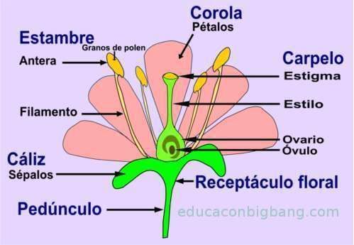 Partes de la flor | Mind Map