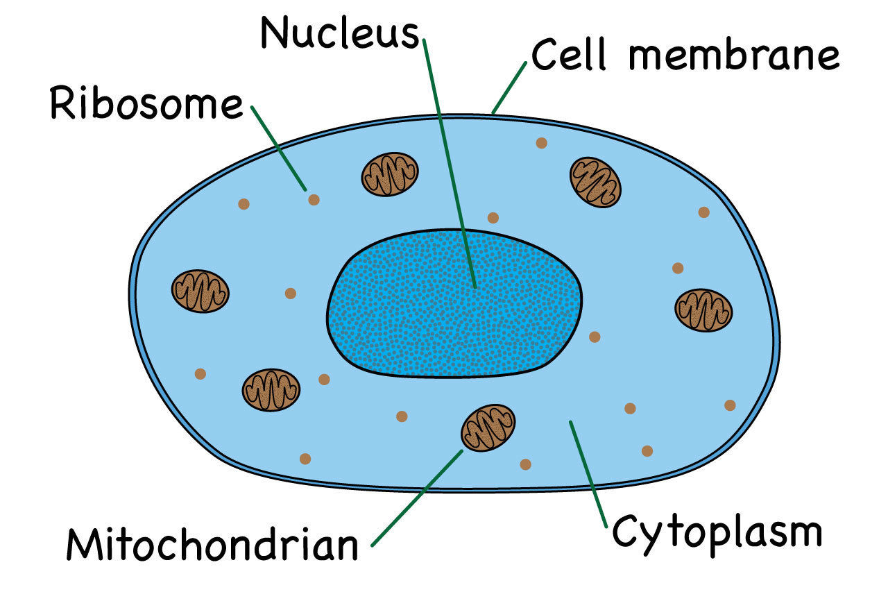 The Cell | Flashcards