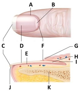 Solved 9 PAL Histology  Integumentary System  SS M Which  Cheggcom