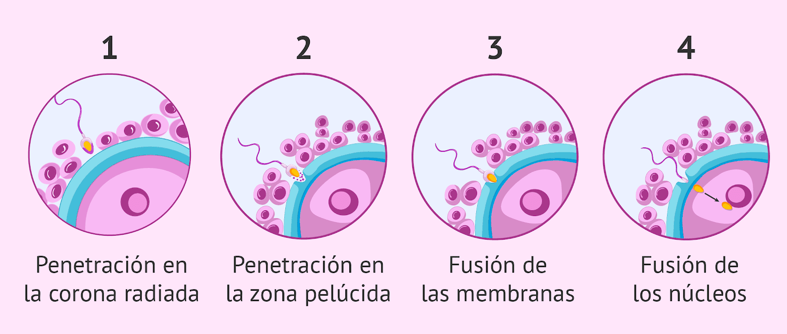 Fecundación E Implantación Flowchart 