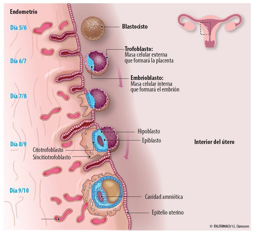 Fecundación E Implantación Flowchart 