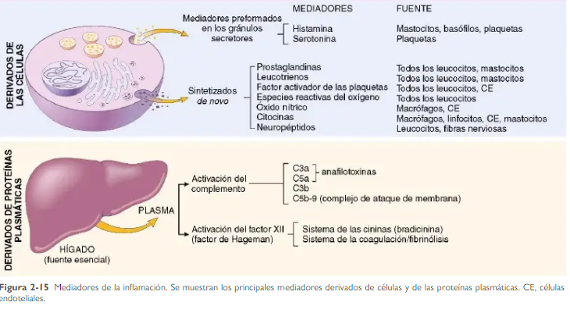 LESIÓN CELULAR | Mind Map