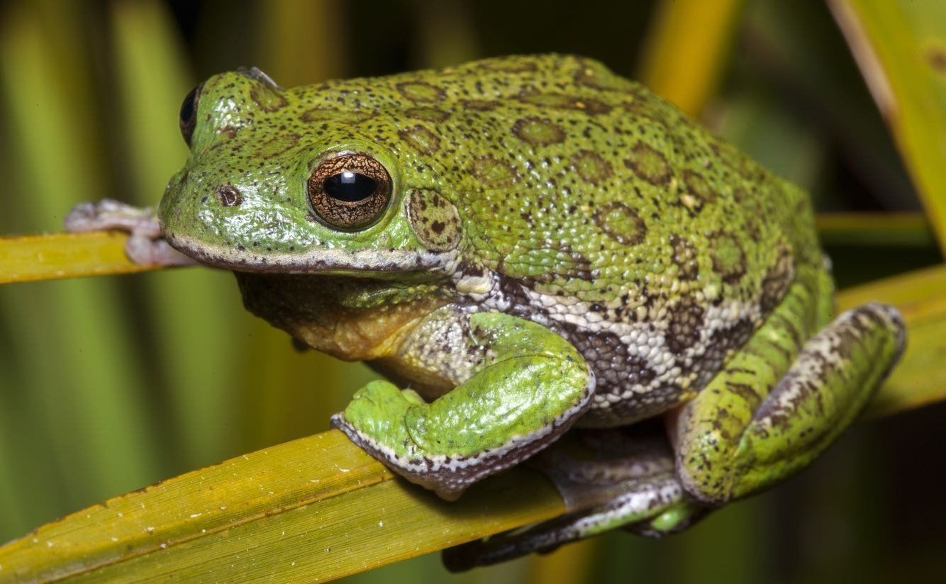 Louisiana Frogs Flashcards