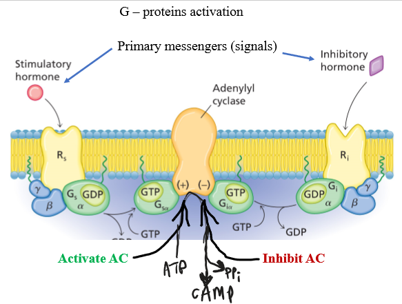 Lecture 12 - Membrane Transport & Signal Transduction | Flashcards